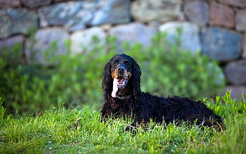Animals, Grass, Background, Dog, Sight, Opinion HD wallpaper