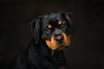 Rottweiler, rottweiler, dog, animals HD wallpaper