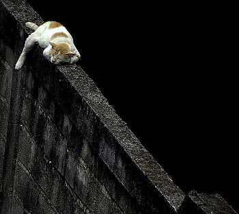 funny cat, wall, cat, funny, sleeping HD wallpaper