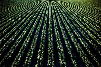 Aerial perspective of lush croplands in Santa Maria, California. HD wallpaper