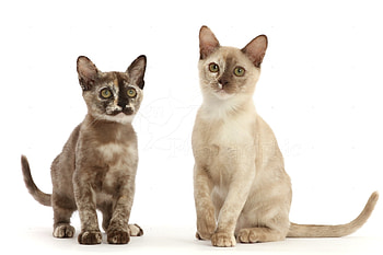 Tortie Burmese, Unique color pattern, Eye-catching feline, Hot selling breed HD wallpaper