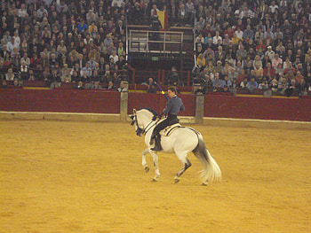 Horseback Bullfighting, spain, spanish, andalusian, horses, tradition HD wallpaper