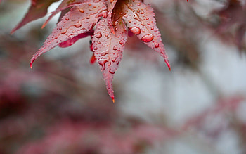 Leaves, Drops, Macro, Surface HD wallpaper