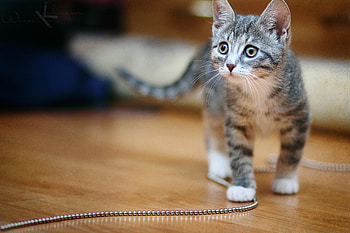Animals, Kitty, Kitten, Beads, Sight, Opinion, Playful, Chain HD wallpaper