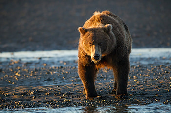 Animals, Water, Sunset, Stones, Bear HD wallpaper