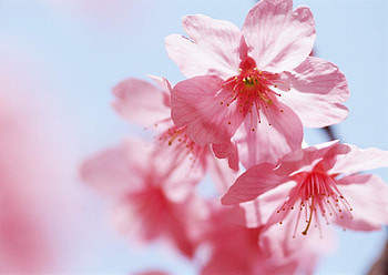 Plants, Flowers HD wallpaper