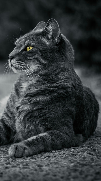 Black cat, Google pixel xl HD phone wallpaper