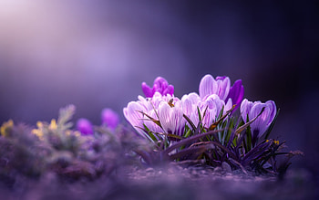 Spring Flowers, Saffron, Macro, Bokeh, Crocuses, Spring HD wallpaper