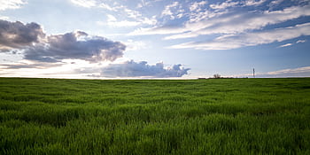 Expansive green field with dramatic clouds and bright sky, depicting rural serenity. HD wallpaper
