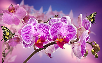 orchids....., flowers, pink, orchideen, orchids HD wallpaper
