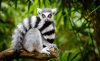 lemur , Stunning background, Animal appreciation, Natural beauty HD wallpaper