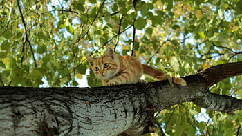 Coming down., cat, climbing, orange, tree HD wallpaper
