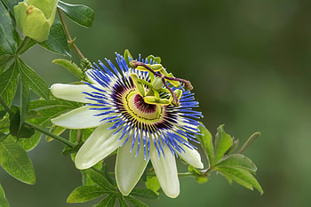 Passiflora, blue, white, yellow, flower, green HD wallpaper
