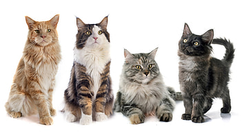 Cats, animal, pisica, cat, maine coon HD wallpaper