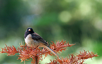 Animals, Bird, Wood, Sit, Tree, Branch HD wallpaper