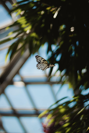 Animals, Pattern, Flight, Butterfly, Wings HD phone wallpaper