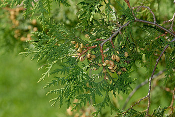 Adult Thuja leaves, Varieties and types, Botanical wonders, Nature's art HD wallpaper