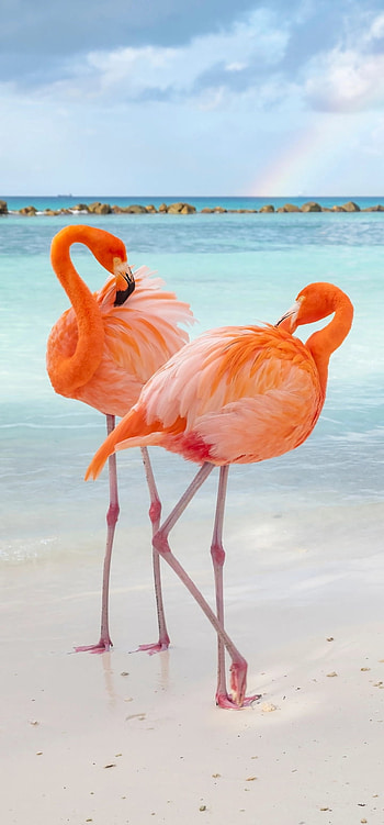 Fiery Flamingo, sky, greater flamingo HD phone wallpaper