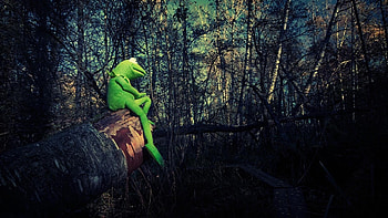 Kermit the Frog, Top , Frog backgrounds HD wallpaper