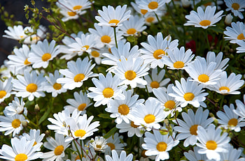Flowers, Summer, Camomile, Glade, Polyana, Mood HD wallpaper