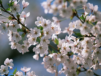 white beauty, beauty, flower HD wallpaper