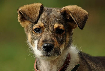 Wanna play?, white, pup, black, brown, young, collar, cute, green grass HD wallpaper