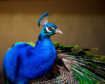 Peacock, colorful bird, plumage HD wallpaper
