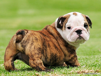 Cute bulldog, dog, bull dog, puppy, grass HD wallpaper