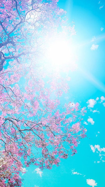 Cute, Cherry Blossom HD phone wallpaper