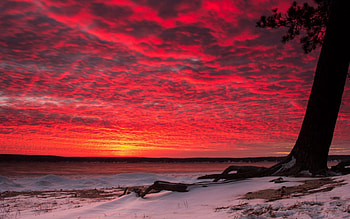 Nature, Sunset, Snow, Wood, Tree HD wallpaper