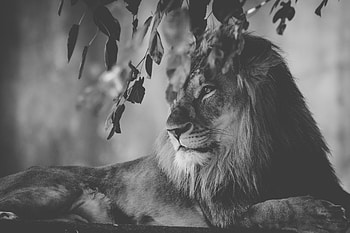 Lion Monochrome , lion, animals, monochrome HD wallpaper