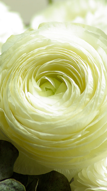 Beautiful Flowers Roses, Yellow And White, Flowers HD phone wallpaper