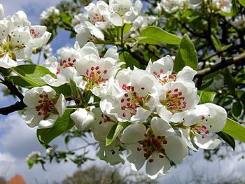 Flowers, Bloom, Flowering, Branch, Spring HD wallpaper