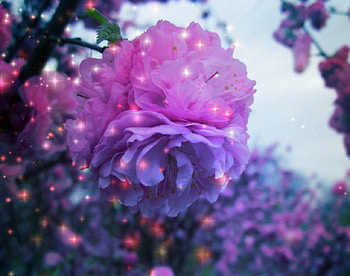 Sparkling flowers, sparks, pink, nature, flowers HD wallpaper