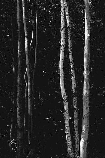 Nature, Trees, Forest, Bw, Chb, Birch HD phone wallpaper