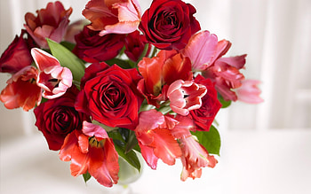 Plants, Holidays, Flowers, Roses, Postcards HD wallpaper