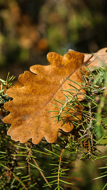 Oak leaf, Rosemary (Herb) HD phone wallpaper