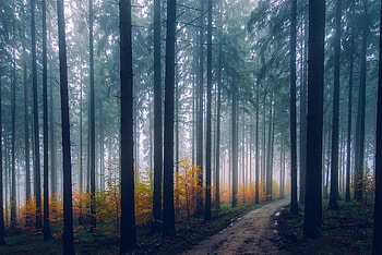 Mist Fog Trees Path Forest, fog, trees, forest, nature HD wallpaper