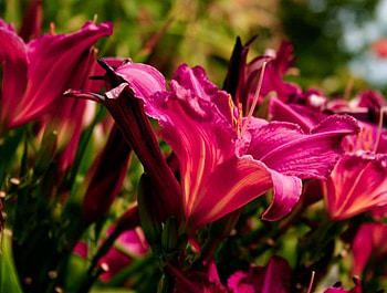 Red Lilies, delicate, red, nature, flowers, lilies HD wallpaper