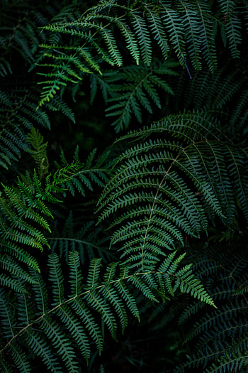 Leaves, Macro, Fern, Branches HD phone wallpaper