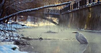 Against the cold, winter, river, nature, bird HD wallpaper