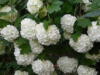 Nature, Flowers, Leaves, Bush HD wallpaper