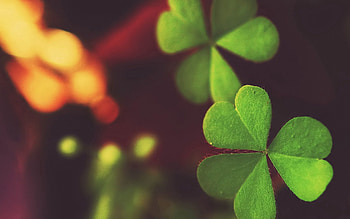 Plant, Macro, Glare, Shine, Light, Form, Stains, Spots HD wallpaper