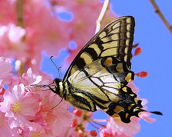 Pink sweetness, blue, pink, black, yellow, blossoms, swallowtail HD wallpaper