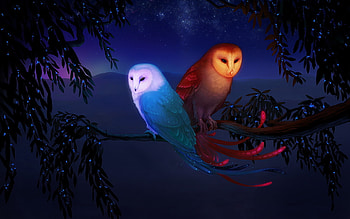 Animals, Night, Owl HD wallpaper