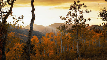 Last light in BiCottonwood Canyon, Wasatch Range, Utah, hills, morning, clouds, landscape, trees, autumn, sky, sunrise, usa HD wallpaper