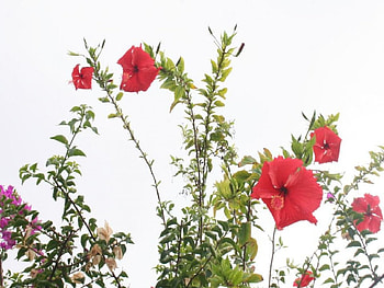 Red Flowers on white sky, white, sky, flowers, red HD wallpaper