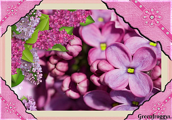 PURPLE LILAC FLOWERS, PRETTY, FLOWERS, PURPLE, LILAC HD wallpaper