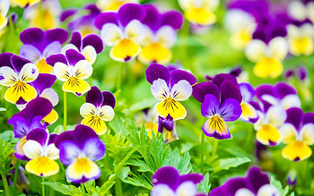 Pansies, pansy, purple, viola tricolor, panseluta, yellow, flower, green, spring HD wallpaper