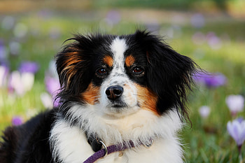 Australian Shepherd, dog, muzzle, outdoor HD wallpaper
